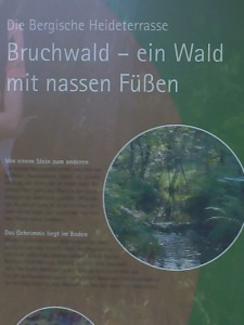 Bruchwald - ein Wald mit nassen Füßen